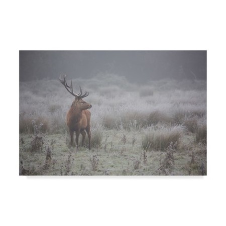 Aitor Badiola 'Prideful Deer' Canvas Art,22x32